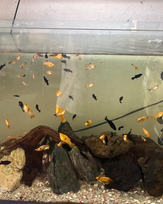 Pesci platy Red molly