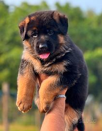 Splendidi cuccioli di pastore tedesco