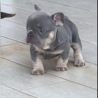 Bulldog francese lilac tan