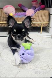 Chihuahua maschietto meraviglioso