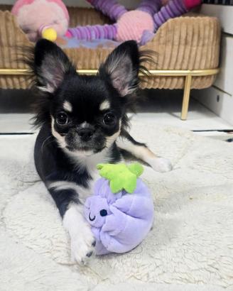 Chihuahua maschietto meraviglioso