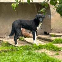 Pastore Asia centrale