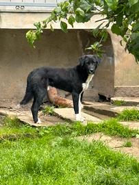 Pastore Asia centrale