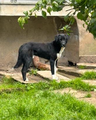 Pastore Asia centrale