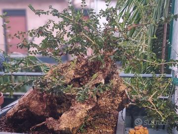 bonsai 