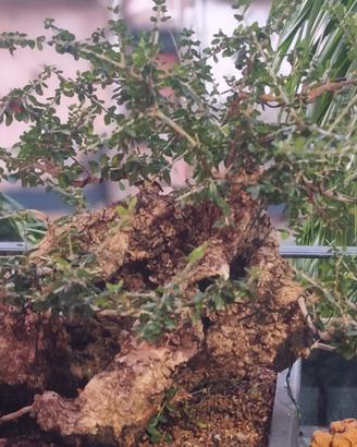 bonsai 