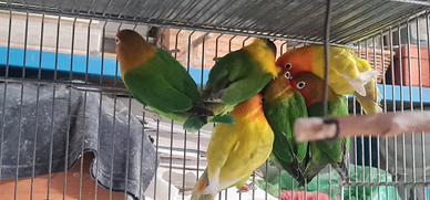 Inseparabili personata e fischer