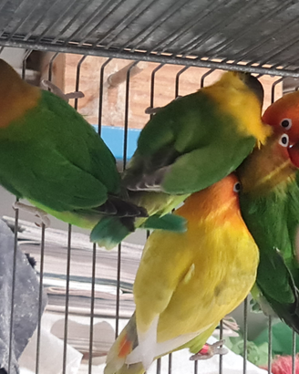 Inseparabili personata e fischer