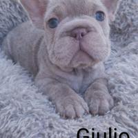 Cuccioli di bulldog francese - Isabella/Big Rope