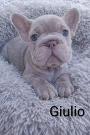 Cuccioli di bulldog francese - Isabella/Big Rope