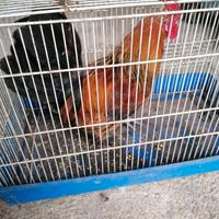 Gallo