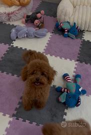 Barboncina Minitoy Rossa