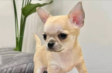 Chiuaua