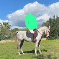 Cavalla araba
