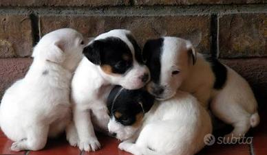 Jack russell