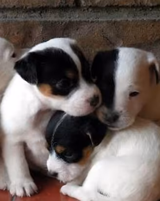 Jack russell