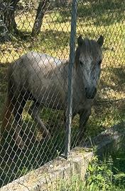 Pony stallone
