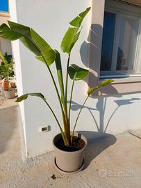 Strelitzia gigante