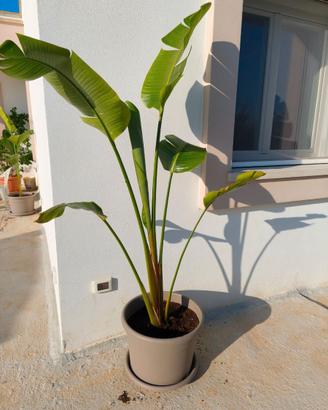 Strelitzia gigante