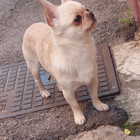 Stalloncino chihuahua