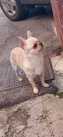 Stalloncino chihuahua