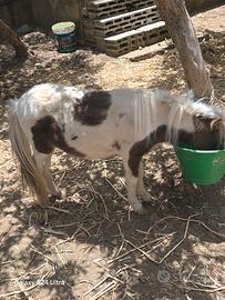 mini pony femmina 