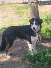 Cane border collie maschio
