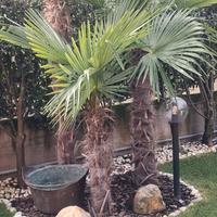 Palme