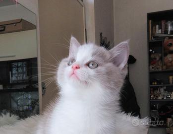 Munchkin con Pedigree (gatto bassotto)