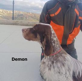 Setter inglese maschio cucciolone