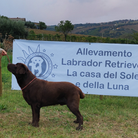 Labrador maschio chocolate per accoppiamento