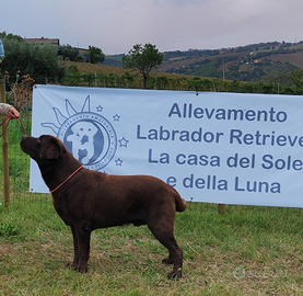 Labrador maschio chocolate per accoppiamento