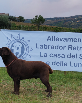 Labrador maschio chocolate per accoppiamento