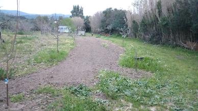 Terreno agricolo con frutteto zona Teulada