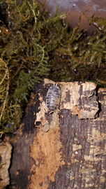 Colonia starter Porcellio laevis "dairy cow"