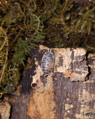 Colonia starter Porcellio laevis "dairy cow"