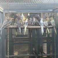 Pappagalli calopsite mutate e ancestrali