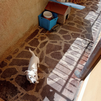 Vero jack Russell