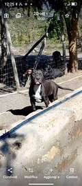 Pitbull