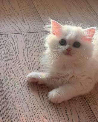 British & Scottish longhair