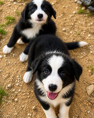 Border collie