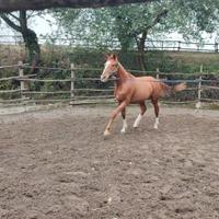 Cavallo 3 anni da salto ostacoli