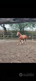 Cavallo puledro 2 anni da salto ostacoli