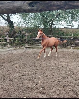 Cavallo 4 anni da salto ostacoli