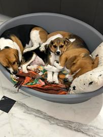 Cucciola di Beagle femmina