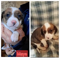 Cucciola tre mesi ,taglia medio piccola