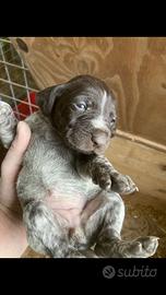 Bracchi tedeschi a pelo duro, drahthaar