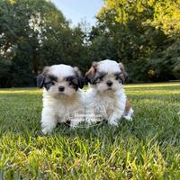 Shihtzu cuccioli
