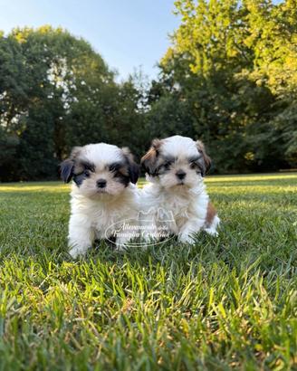 Shihtzu cuccioli