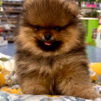 Volpini Spitz Nani di Pomerania